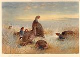 Archibald Thorburn Canvas Paintings - Partridges in the Stubble